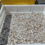 Flood, Clog, Alarm Failure Lead To Loss Of 1 Million Chinook Smolts At North Sound Hatchery