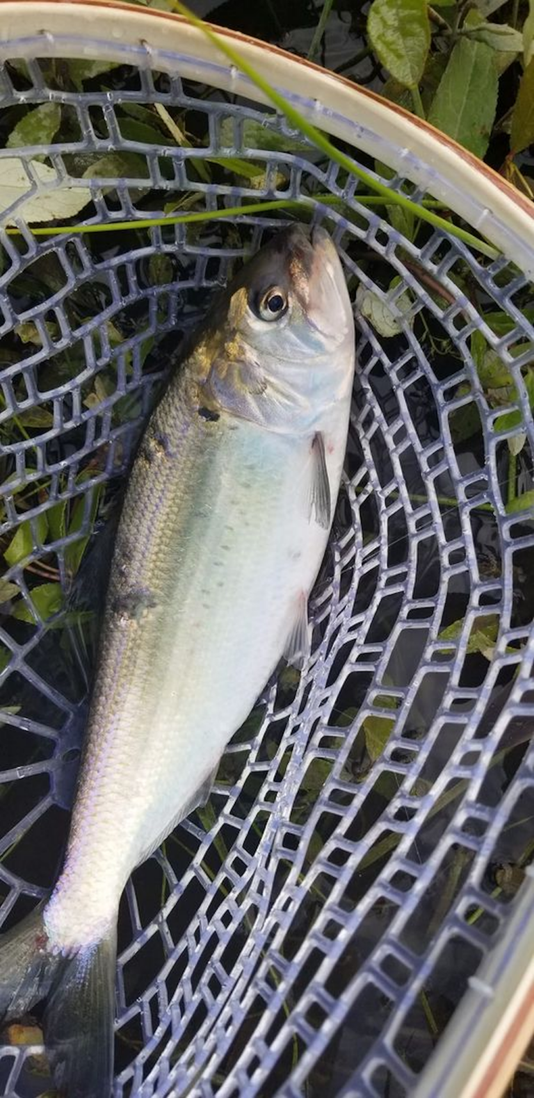 Shad Reported In Lake Washington's Cedar River