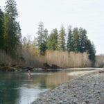 Washington Coast Winter Steelhead Forecasts Out As 2024-25 Season Talks Begin