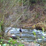 More On Why Early Winter Steelhead Releases Are Ending At Tokul Creek