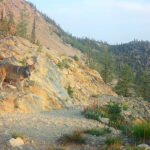 Rewards Offered For Info On 2 Central Washington Wolf Poachings