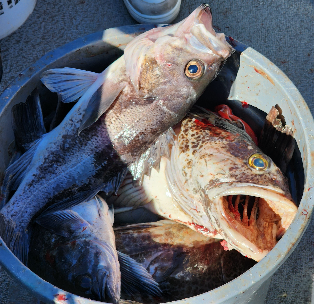 Oregon Fish And Wildlife Commission Sets 2025 Groundfish Regs