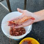 2025 Puget Sound, Straits, San Juans Spot Shrimp Seasons Announced