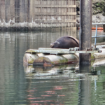 US Marine Mammal Comm, $500m Green River Fish Passage Project Targeted for Elimination