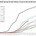 Above-Bonneville Springer Run Upgraded By 25 Percent