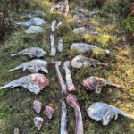 Oregon Wildlife Troopers Looking For Info On 2 Willamette Valley Deer Wastage Cases