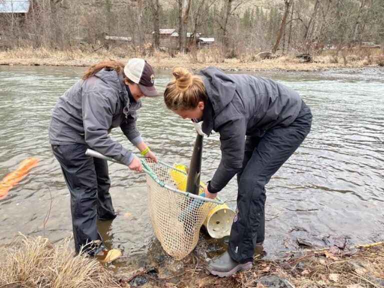 idaho wild steelhead broodstock collection IDFG