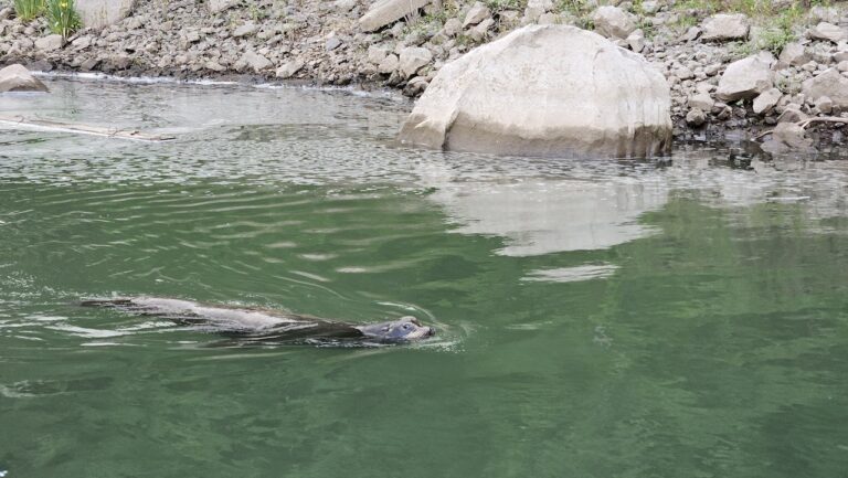 Willamette sea lion