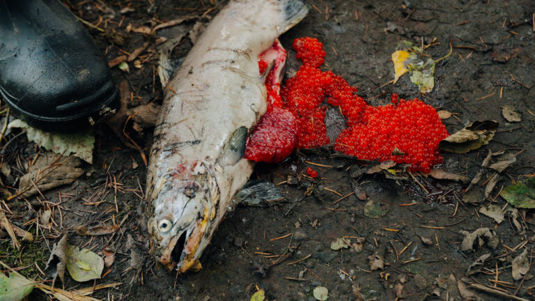 hen coho prespawn mortality king county