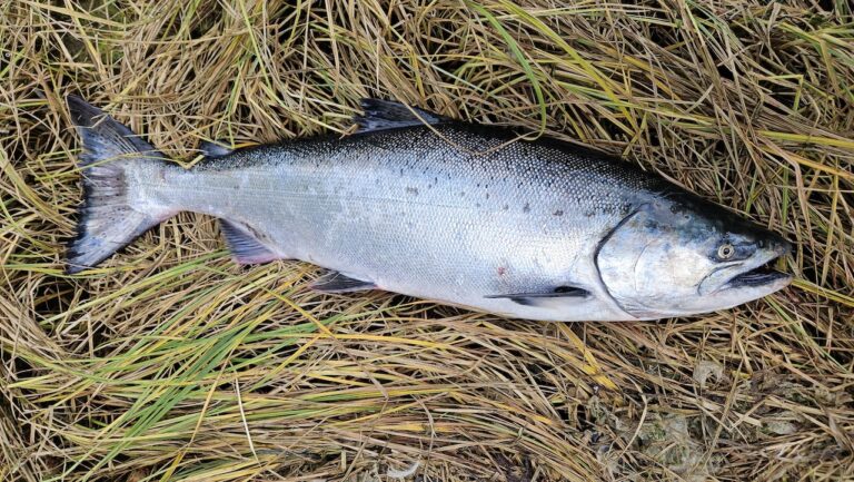 Siletz River fall Chinook