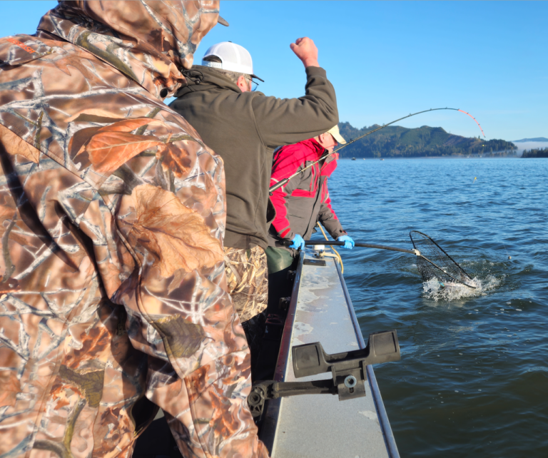 lower columbia spring chinook