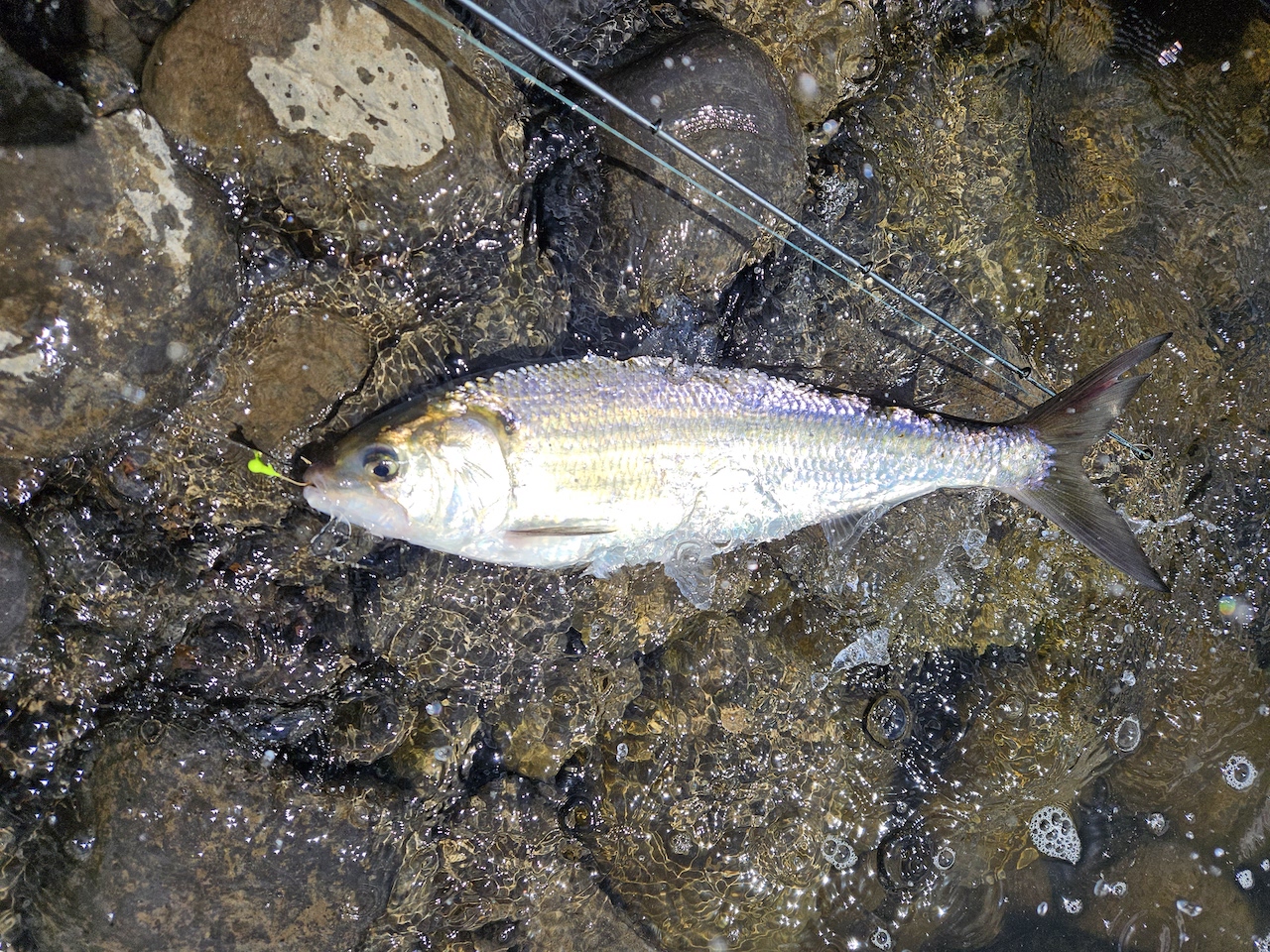 SW WA, Lower Columbia, Lower Willamette Fishing Report -