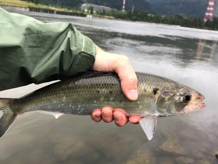 Bonneville shad gunnell