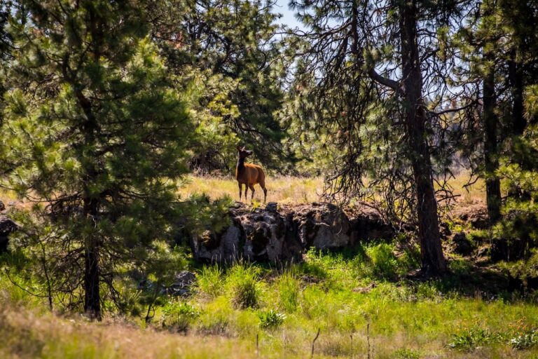 usfws-turnbull-nwr-elk-pines-large