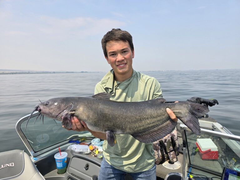 Mid-Columbia River channel catfish Han