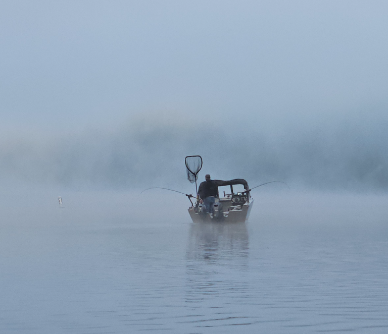 Willamette Coho