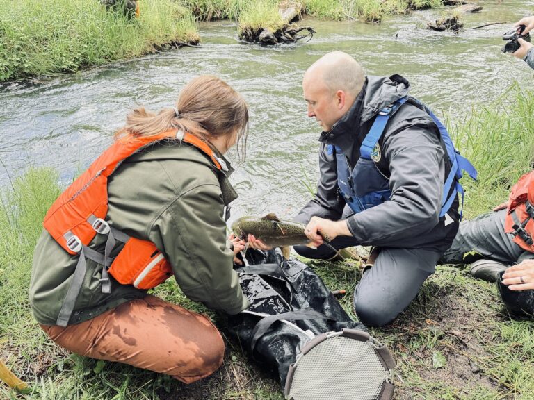mt st helens chinook release 1 wdfw