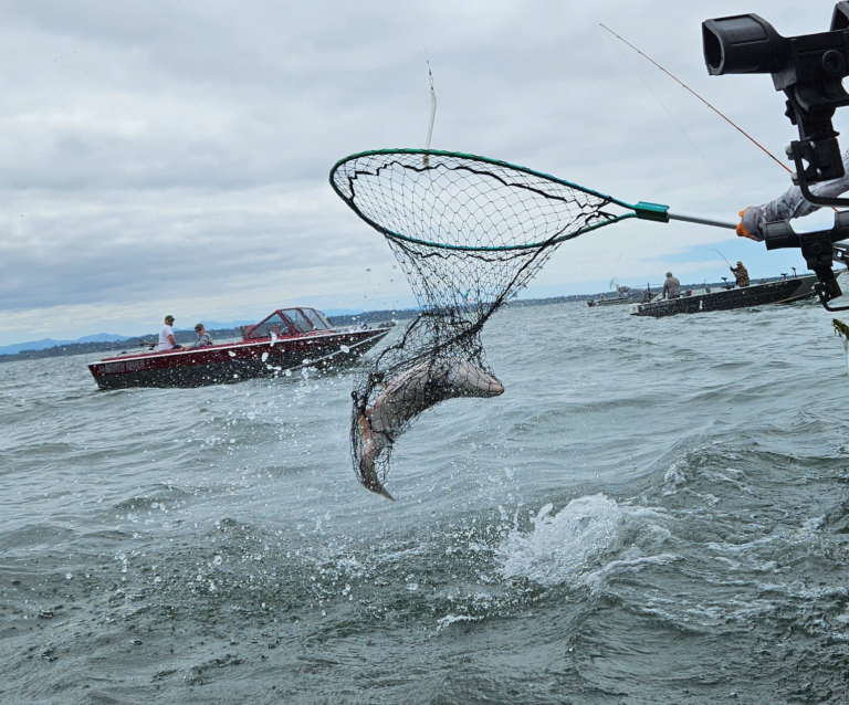 Buoy 10 fall salmon