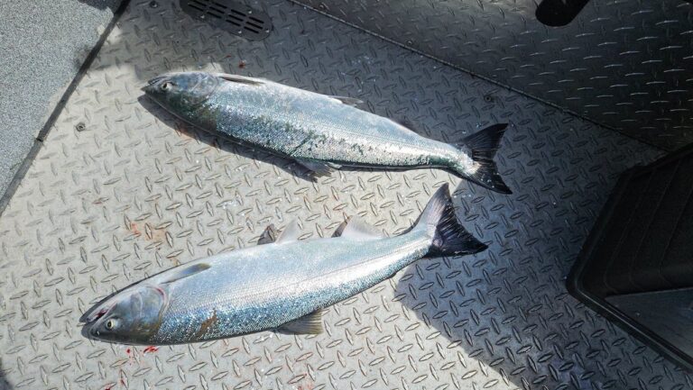 Hatchery coho