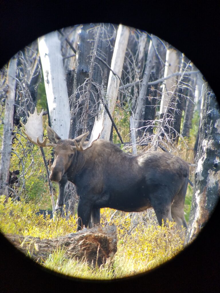 Washington moose smith