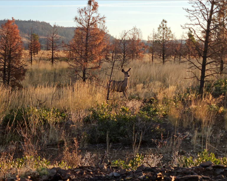 Central Oregon mule deer