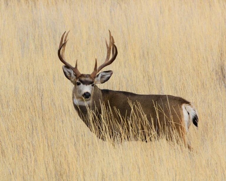 Fremont Winema National Forest mule deer buck USFS