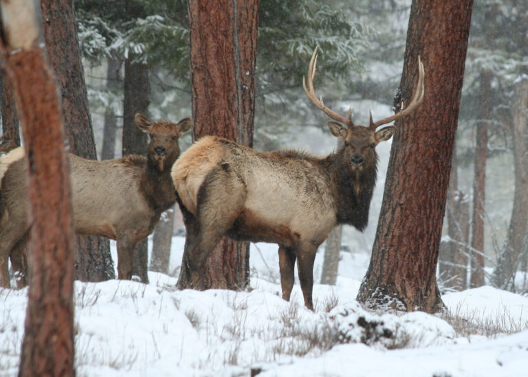 Northeast Oregon elk ODFW
