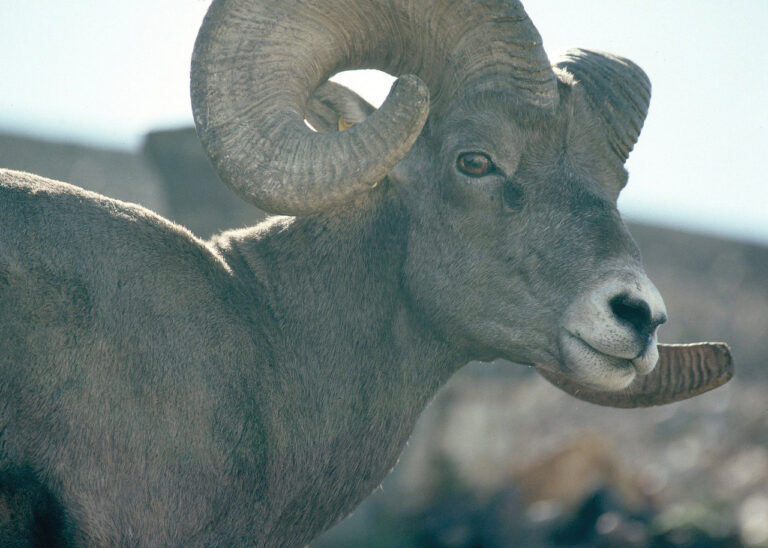 Oregon bighorn ram Pat Wray ODFW