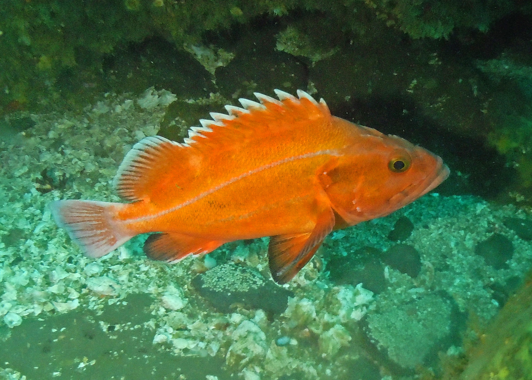 Yelloweye-Rockfish-ODFW.jpg